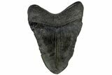 Fossil Megalodon Tooth - South Carolina #169209-2